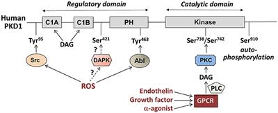 Acute and Chronic Effects of Protein Kinase-D Signaling on Cardiac Energy Metabolism